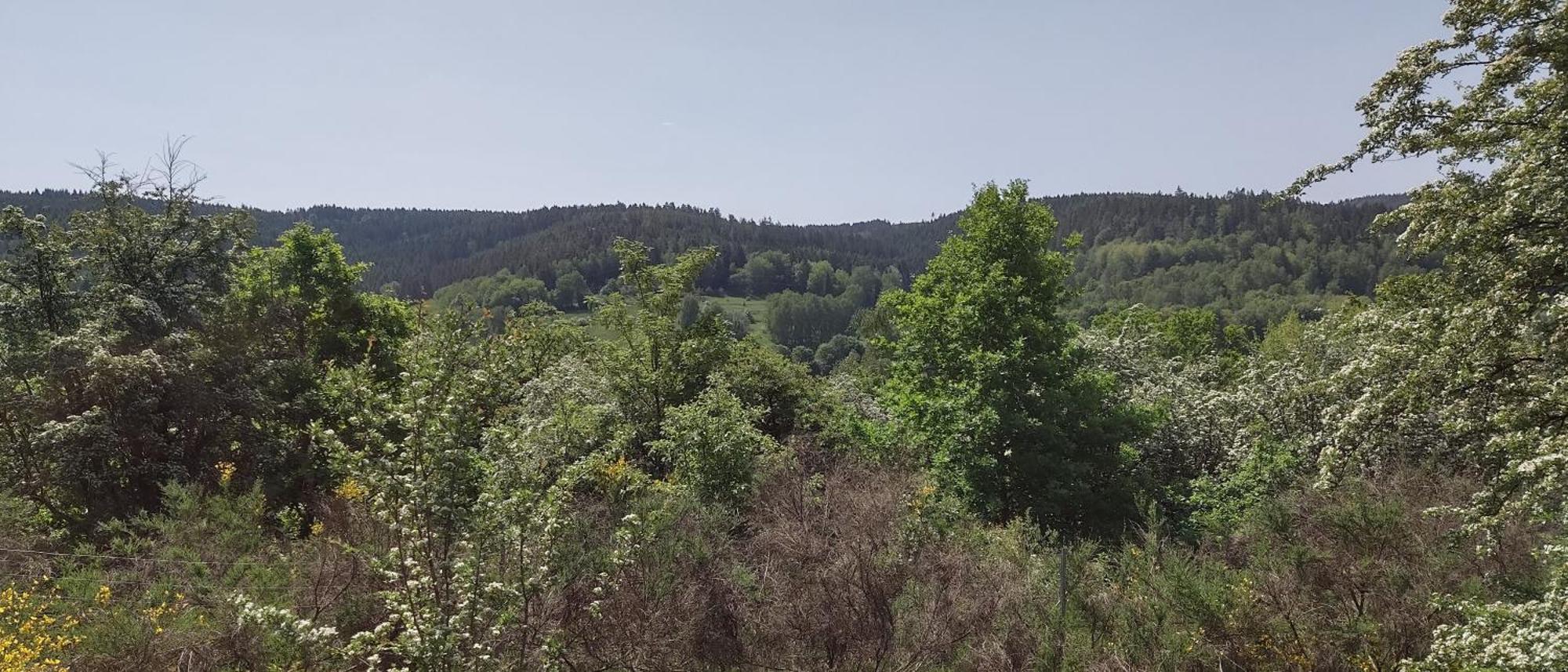Sessles Waldhaeusschen Dietzhausen Suhl Buitenkant foto